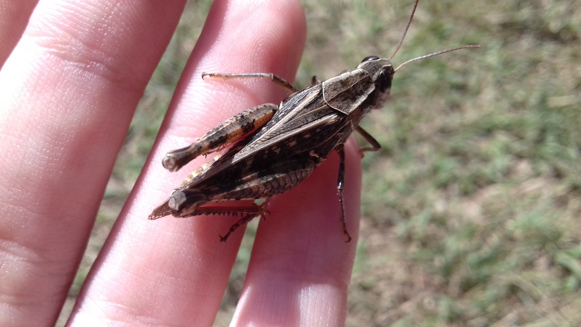 Calliptamus italicus - olaszsáska