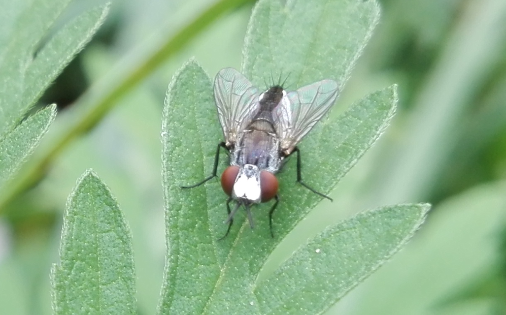 Miltogramminae