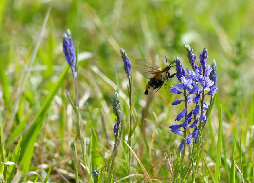 Hemaris tityus - pöszörszender Hemaris tityus - pöszörszender