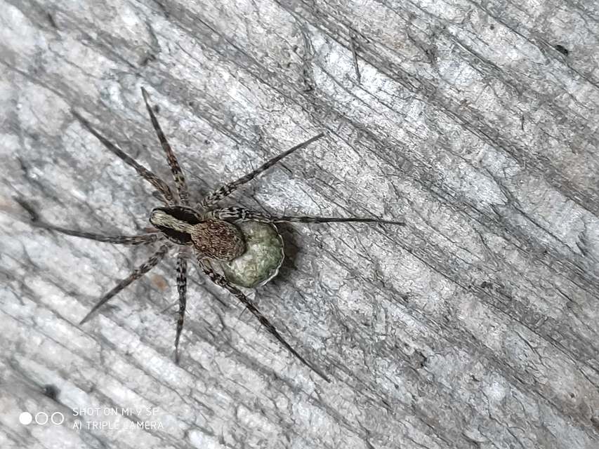 Pardosa alacris/lugubris
