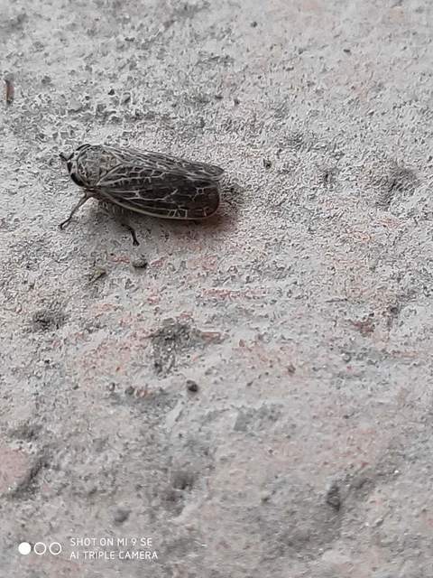 Allygidius abbreviatus