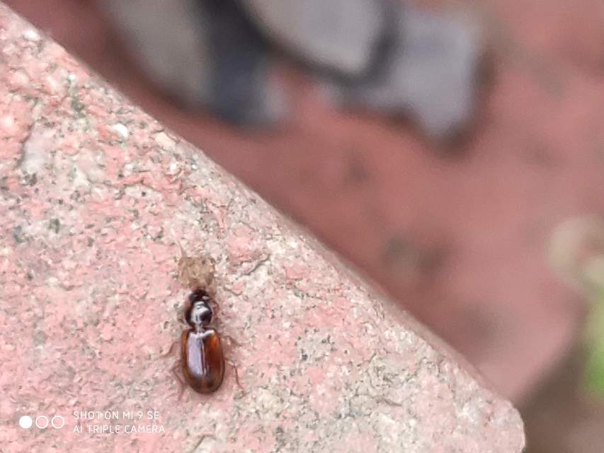 Trechus quadristriatus - közönséges fürgefutonc