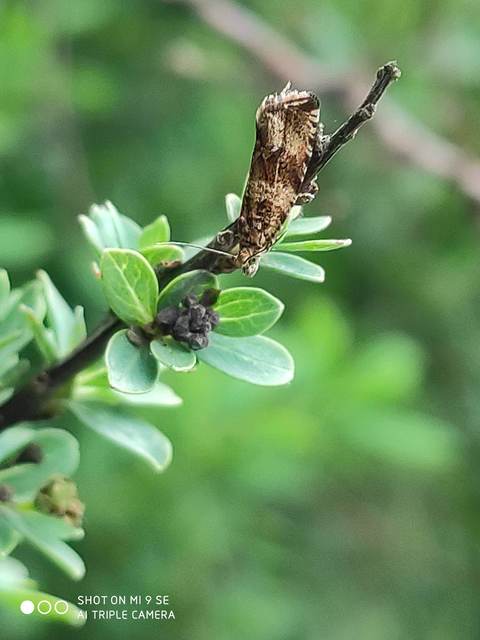 Celypha flavipalpana - öthorgú tükrösmoly