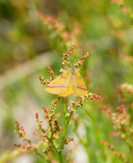 Lythria cruentaria - bíborcsíkos araszoló