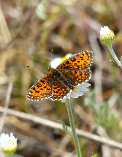 Melitaea trivia - kis tarkalepke
