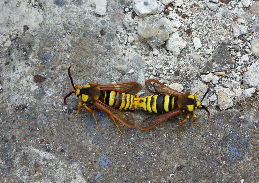 Sesia apiformis - darázslepke