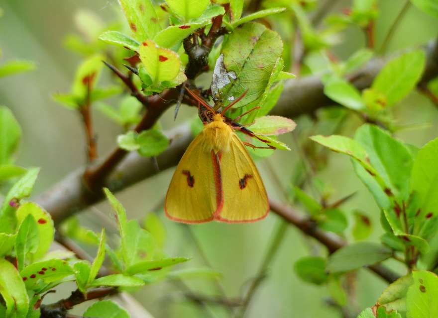 Diacrisia sannio - vörösszélű medvelepke