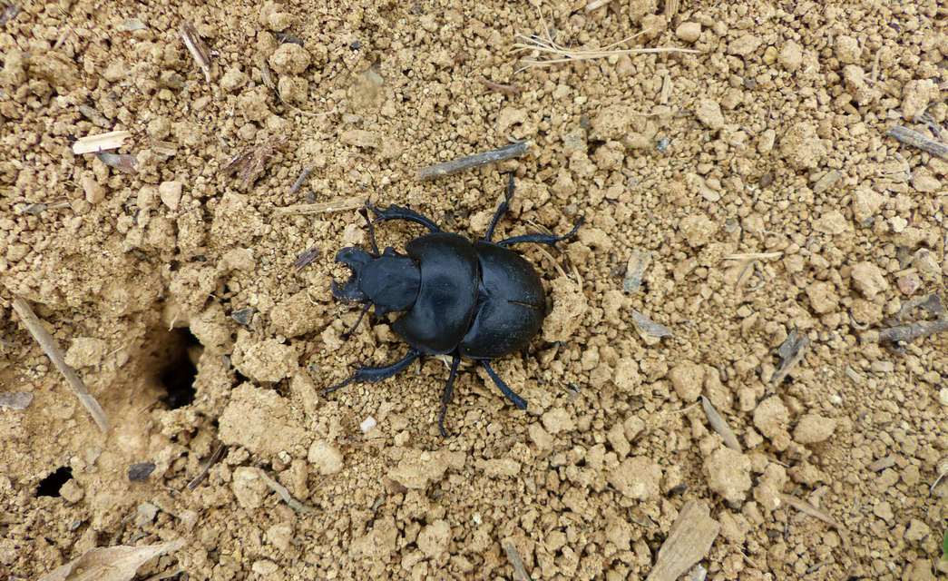 Lethrus apterus - nagyfejű csajkó