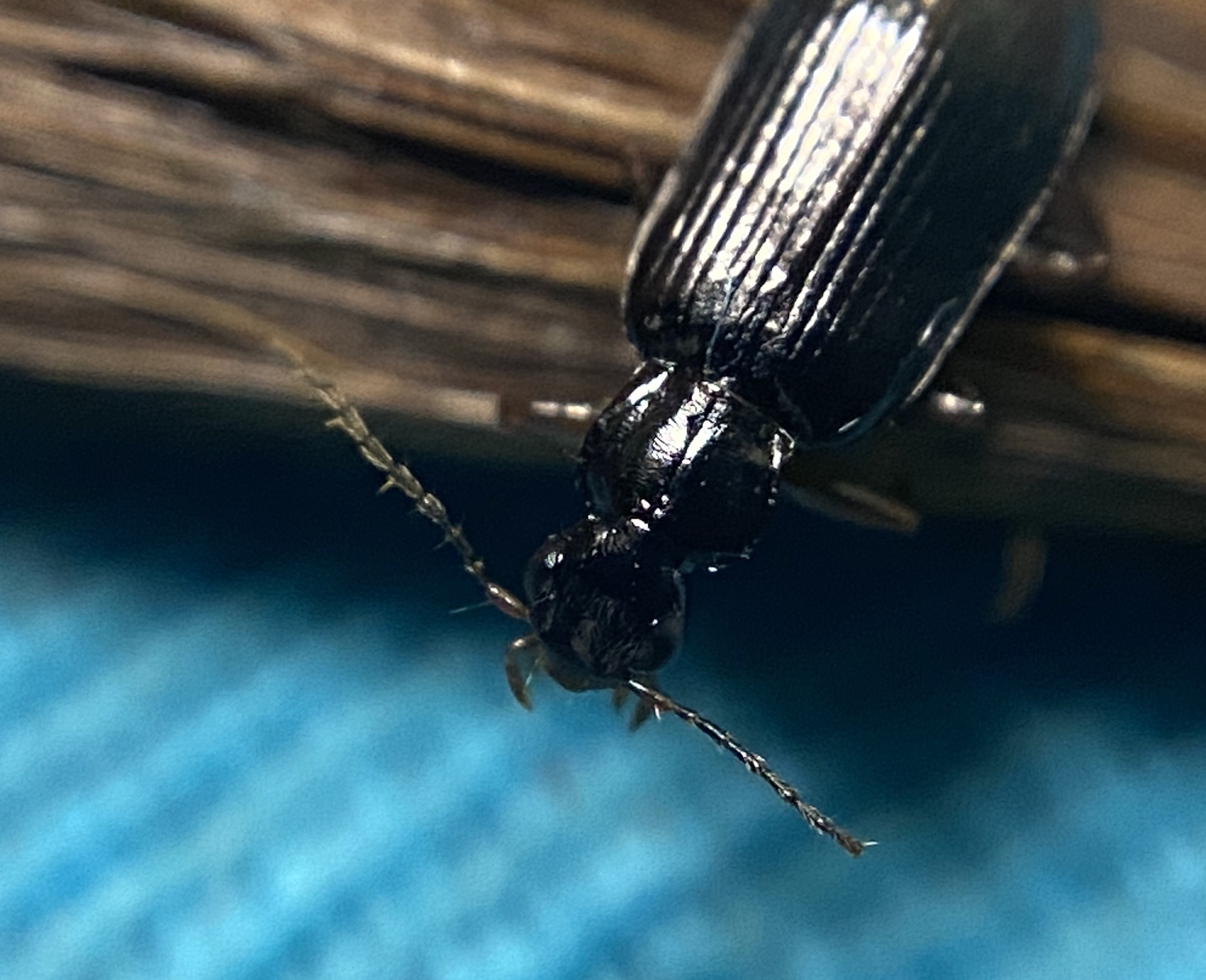 Dromius quadraticollis - szélesnyakú kéregfutó