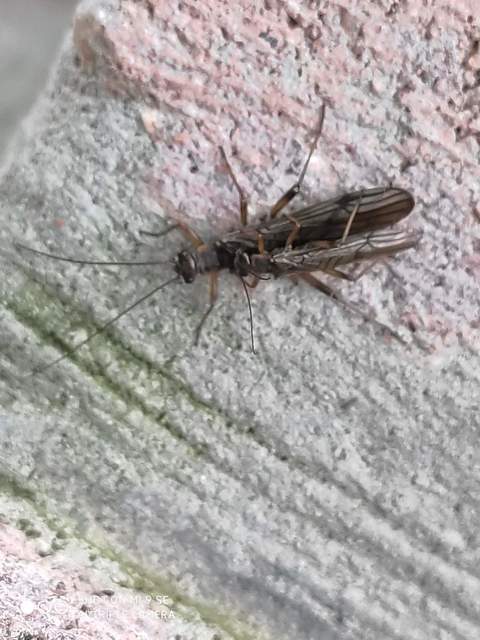 Plecoptera - Álkérészek