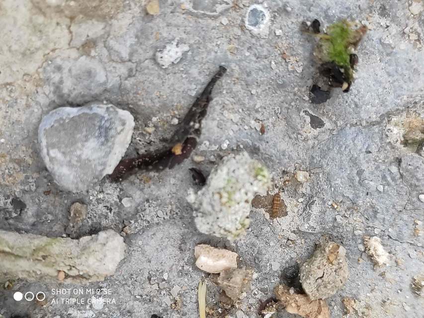 Collembola - Ugróvillások