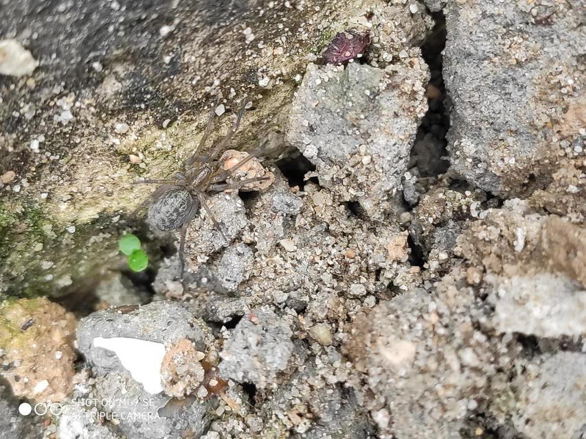 Eratigena agrestis - réti zugpók