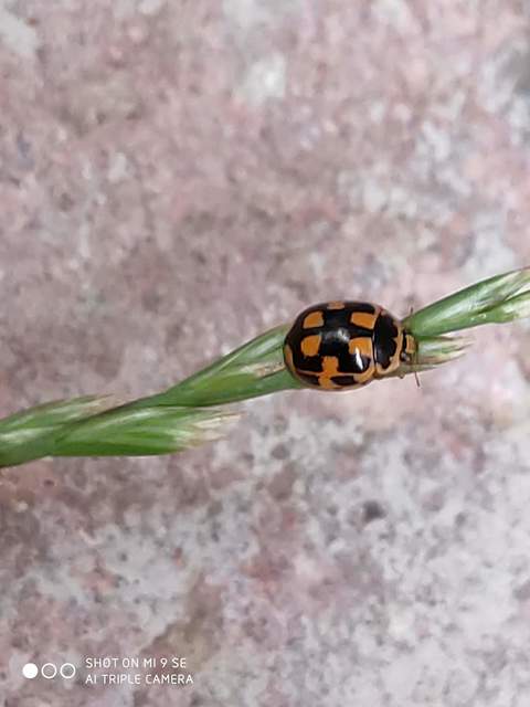 Propylea quatuordecimpunctata - tizennégypettyes füsskata