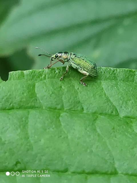 Polydrusus formosus - selymes lombormányos