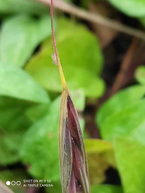 Collembola - Ugróvillások
