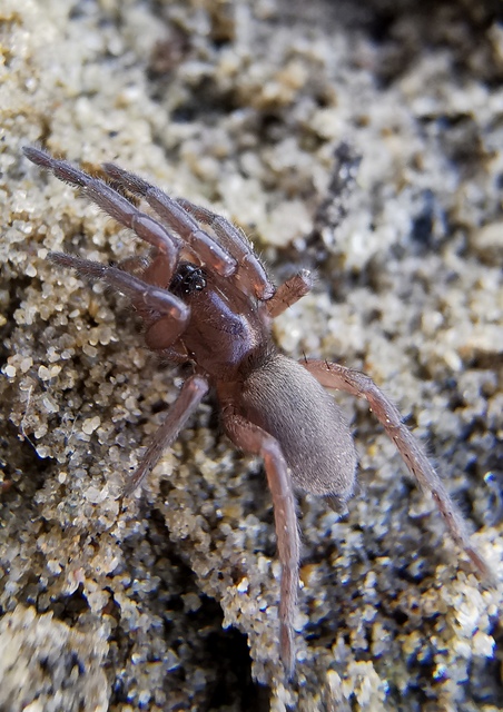 Haplodrassus cognatus