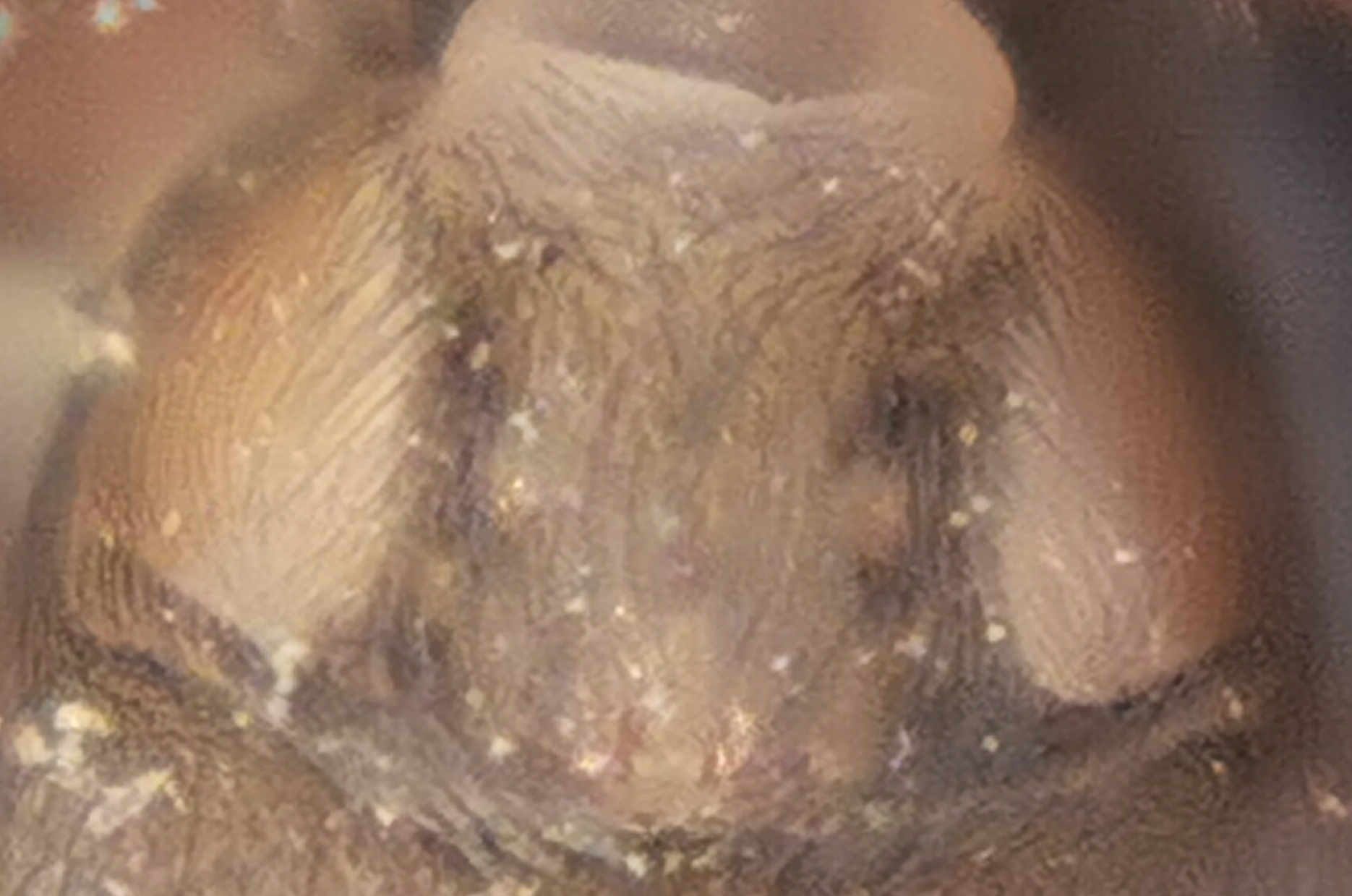 Haplodrassus cognatus