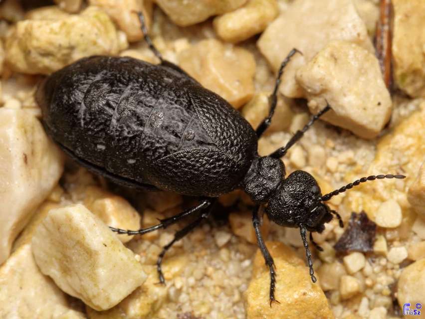 Meloe rugosus - ráncos nünüke