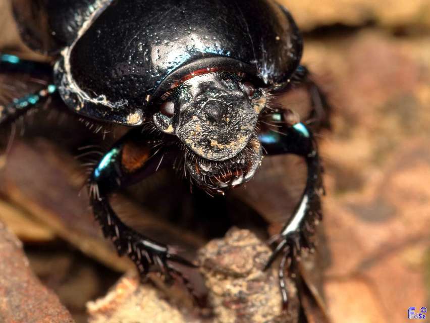 Anoplotrupes stercorosus - erdei álganéjtúró
