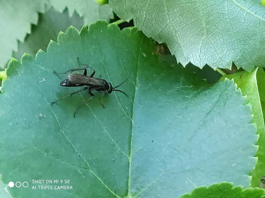 Pompilidae - útonállódarazsak