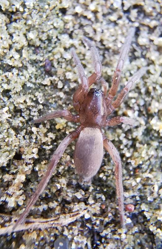 Haplodrassus cognatus