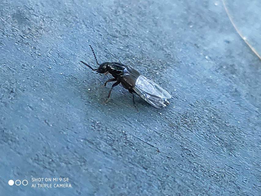 Philonthus
