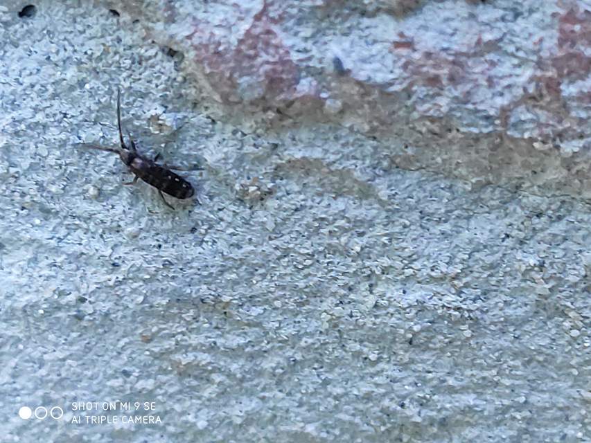Tomoceridae