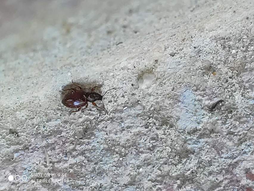 Otiorhynchus ovatus - apró gyalogormányos