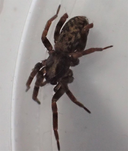 Agroeca cuprea