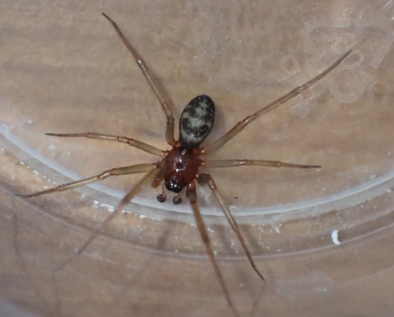 Steatoda grossa - nagy faggyúpók