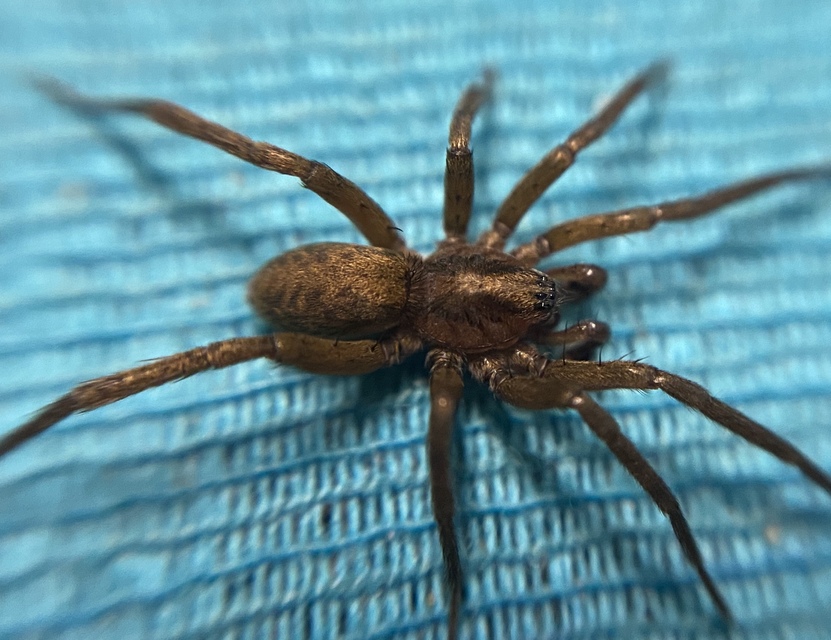 Agroeca proxima
