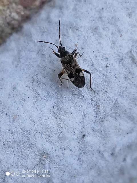 Beosus maritimus - homoki bodobács