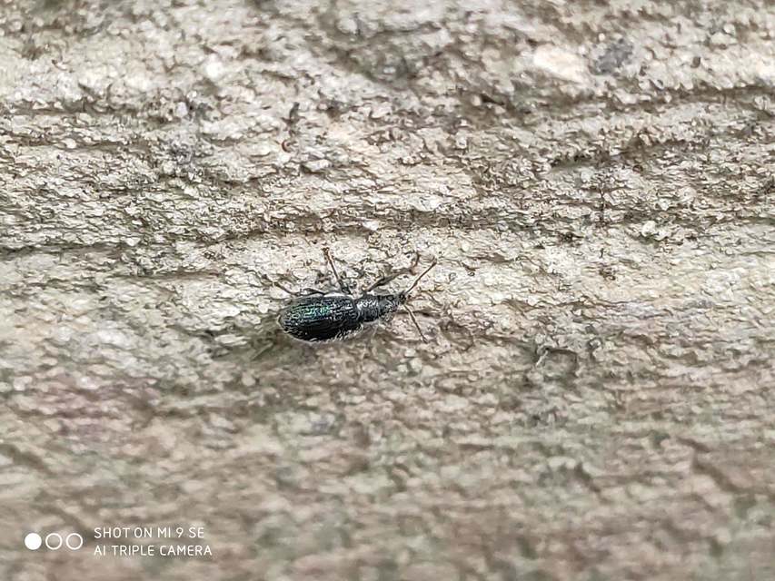 Phyllobius betulinus - változékony levélormányos