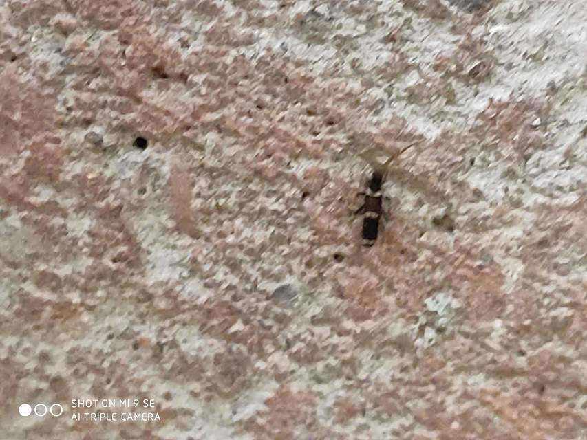 Entomobrya dorsalis