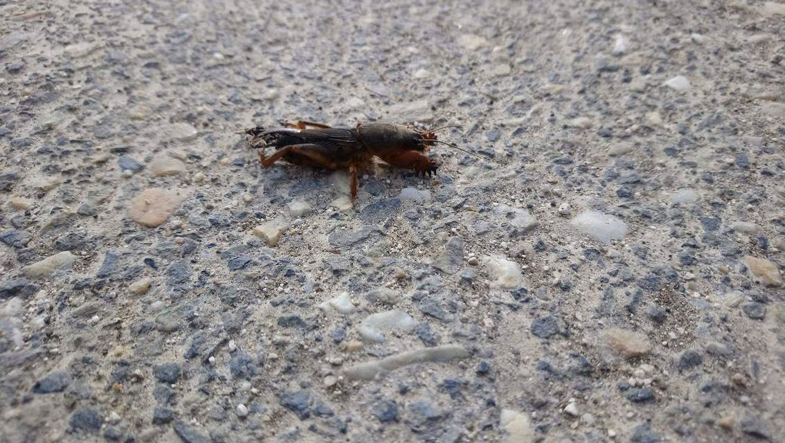 Gryllotalpa