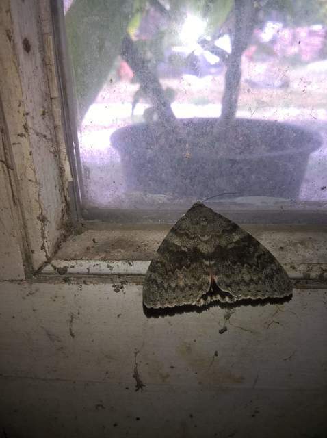 Catocala elocata - közönséges övesbagoly