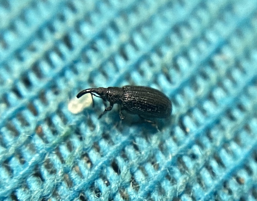Stenopterapion tenue - lucernaszár-cickányormányos