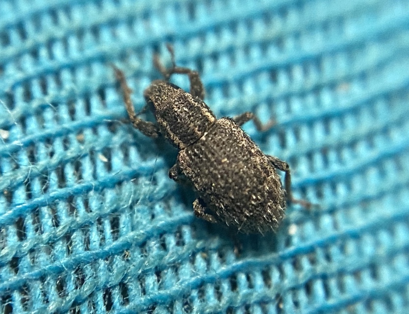 Sitona hispidulus - szőrös csipkézőbogár