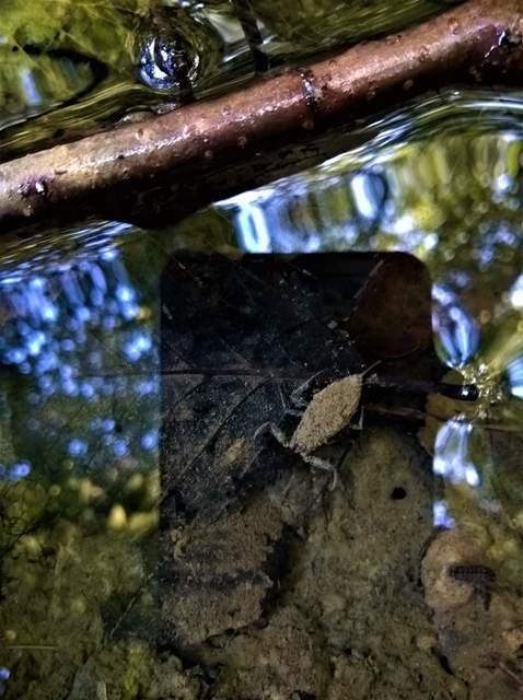 Nepa cinerea - víziskorpió