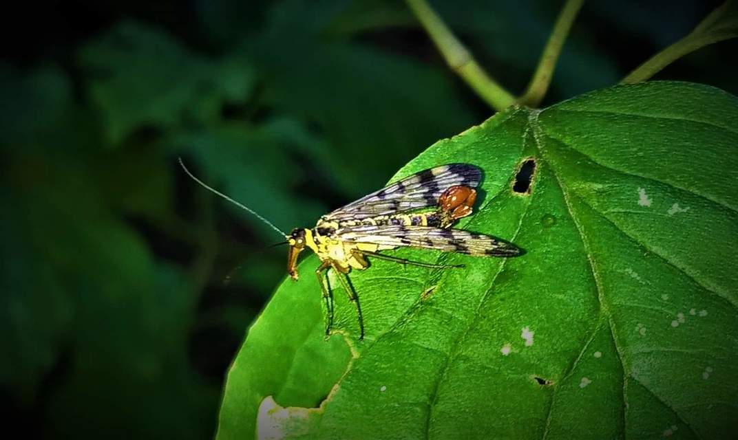 Panorpa communis/vulgaris