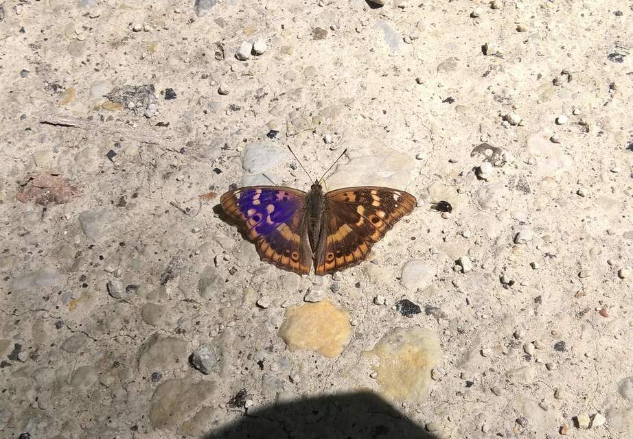 Apatura ilia - kis színjátszólepke