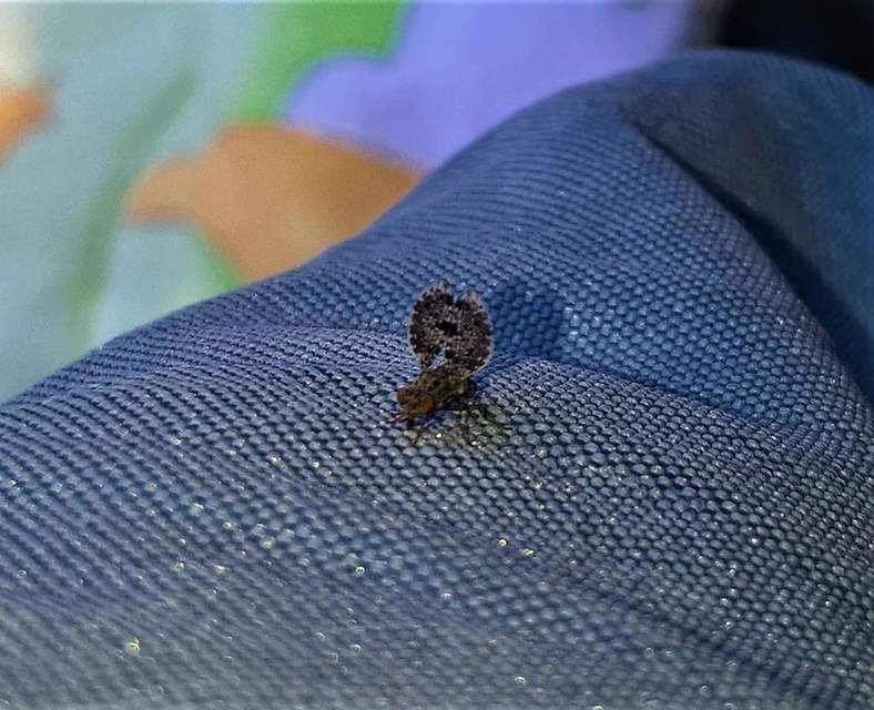 Callopistromyia annulipes - pávalégy