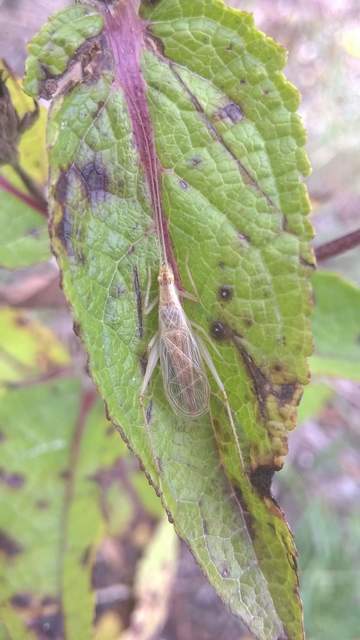 Oecanthus pellucens - pirregőtücsök