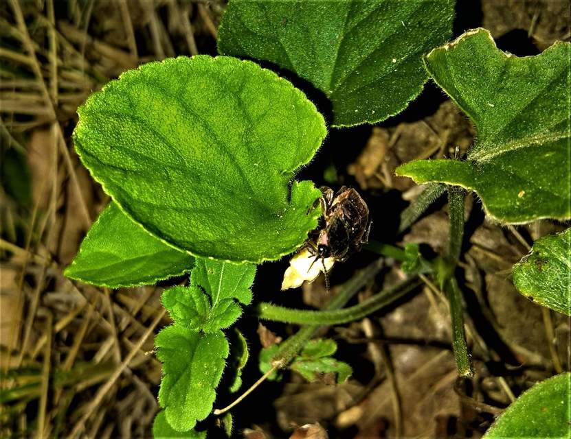 Lampyris noctiluca - nagy szentjánosbogár