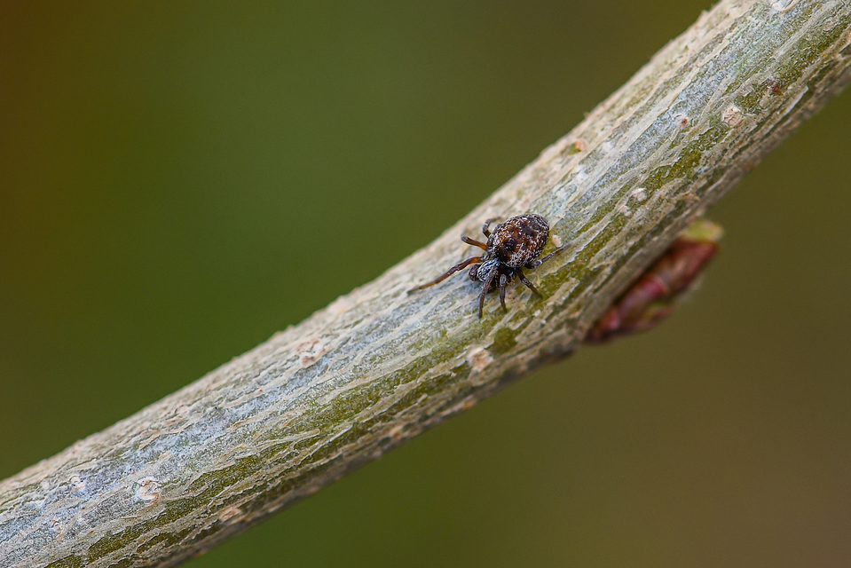 Dictynidae - hamvaspókok