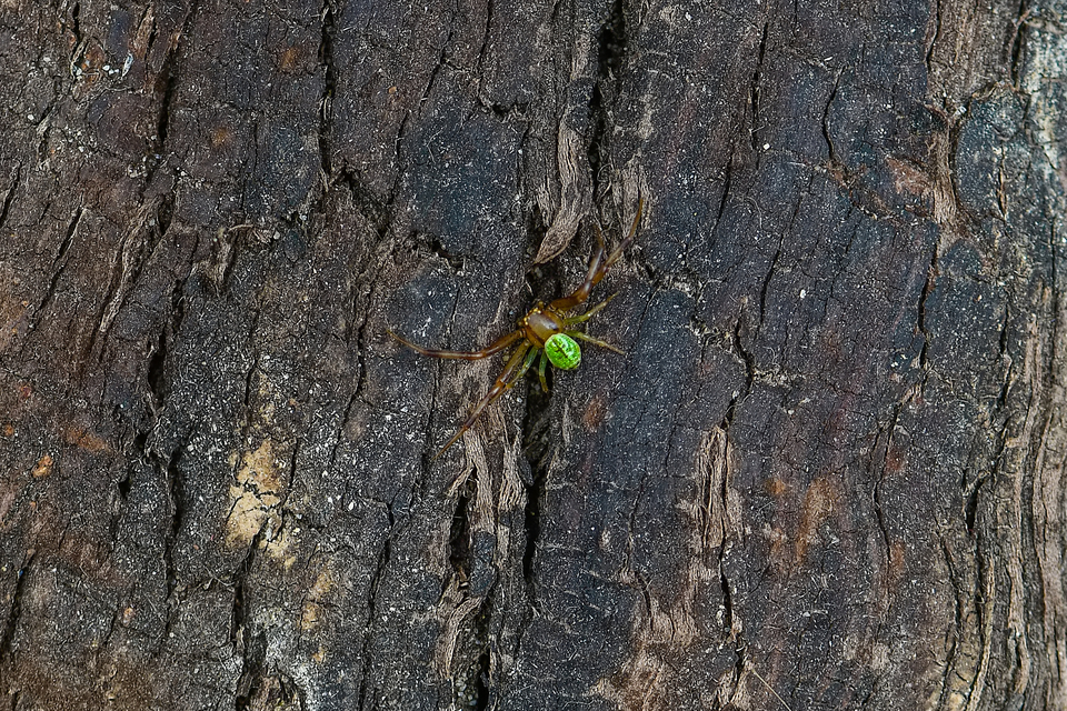Ebrechtella tricuspidata - alakoskodó karolópók