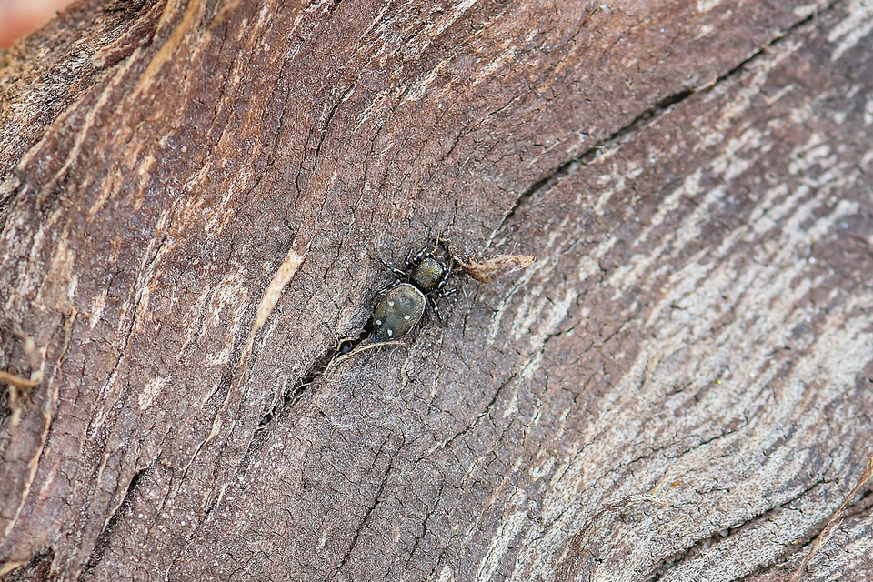 Heliophanus kochii - négypettyes ugrópók