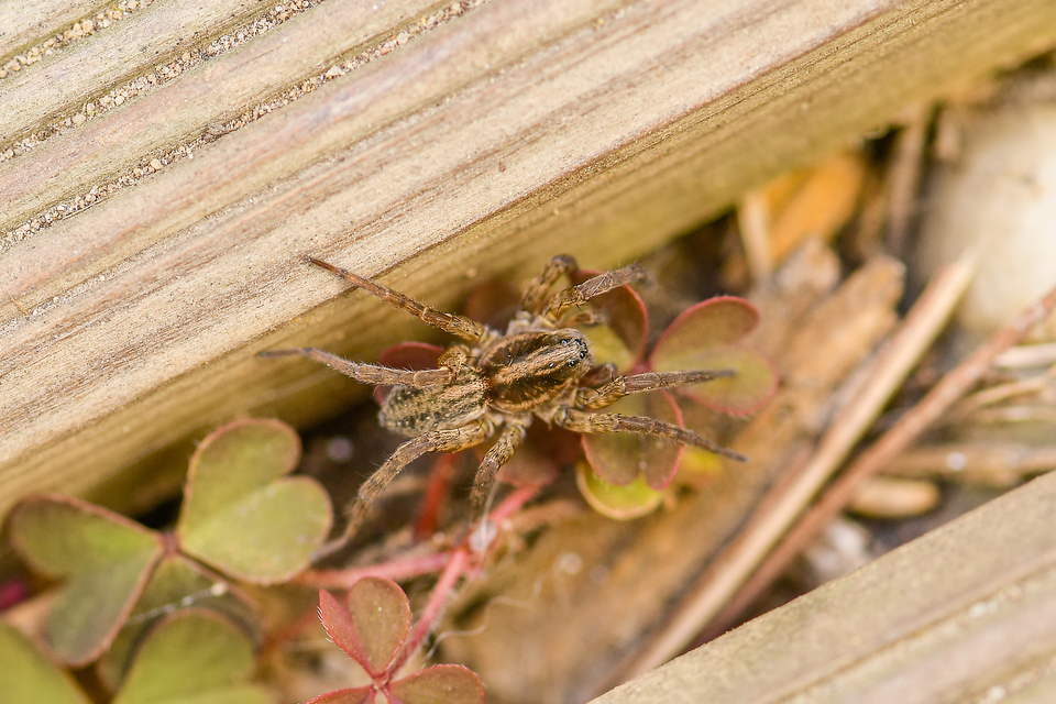 Trochosa