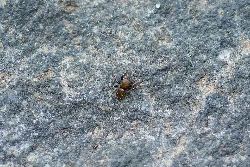 Heliophanus kochii - négypettyes ugrópók