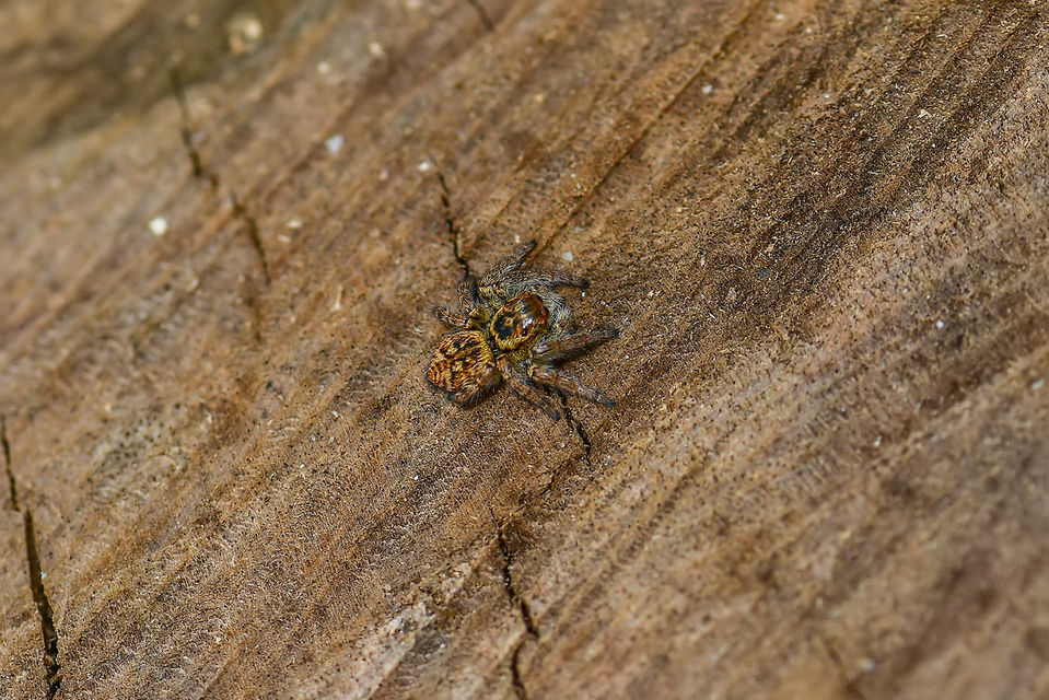 Carrhotus xanthogramma - rozsdás ugrópók